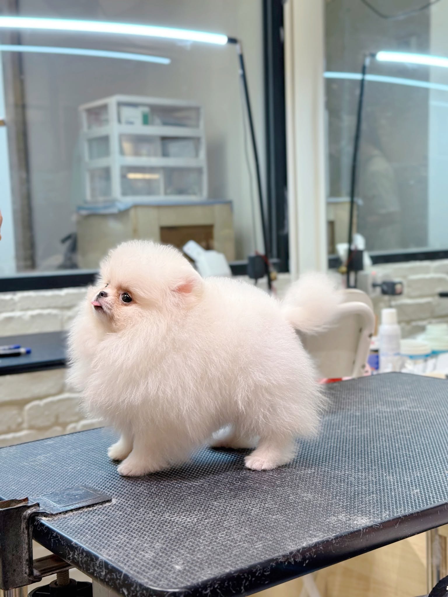 Furry Tales Pet Lifestyle Store 2