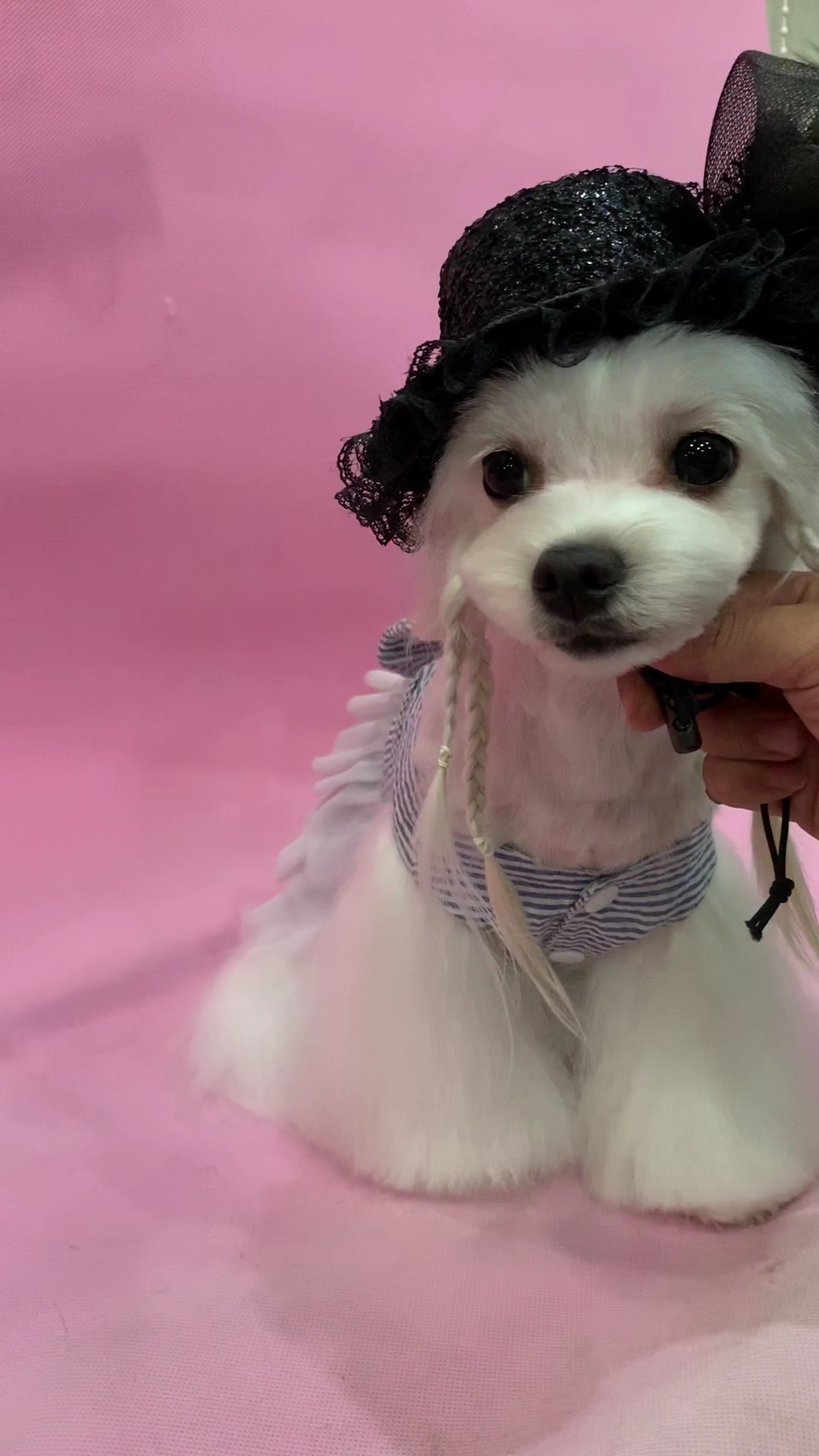 Furry Tales Pet Lifestyle Store 10