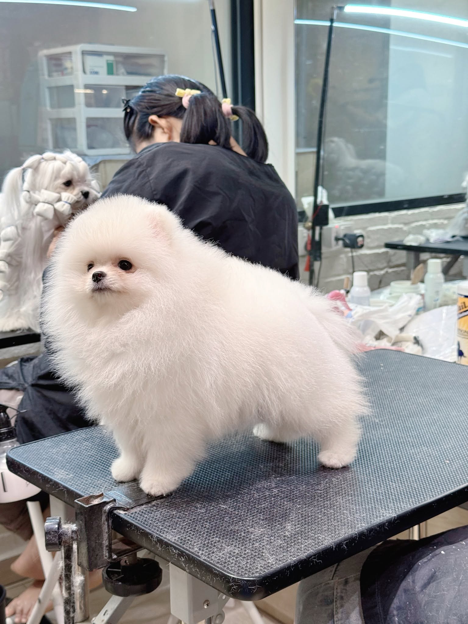 Furry Tales Pet Lifestyle Store 11